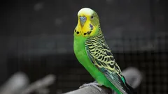 インコはもうお宅に慣れましたか？以下のサインを確認してみてください