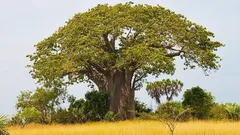 木々はなぜ何十年も雨が降らなくても生き延びることができるのか