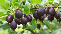 隣人はたった一つのミスでグーズベリーの収穫を失ってしまった――同じ過ちを繰り返さないためにその原因を分析する