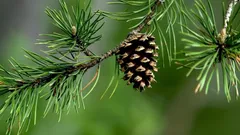 松ぼっくりはゴミではありません。庭でこんなにも役立つのです