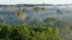 森は互いに「会話」しているのか？　科学者たちが地下に隠されたネットワークを発見