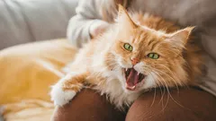 猫がわざとらしく膝から降りていく? その原因は性格とは全く関係ない