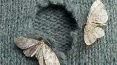 家の中に蛾は一体どこから現れるのでしょうか？