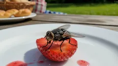 食べ物にハエが止まった――食べても大丈夫?医師が回答