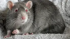 家の中のネズミ：誰も想定していない問題