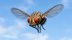 なぜハエはこれほどしつこいのか――科学者たちがその真の原因を解明した
