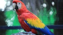 オウムの羽が抜けていくのに気づきましたか？　その意味はこうです